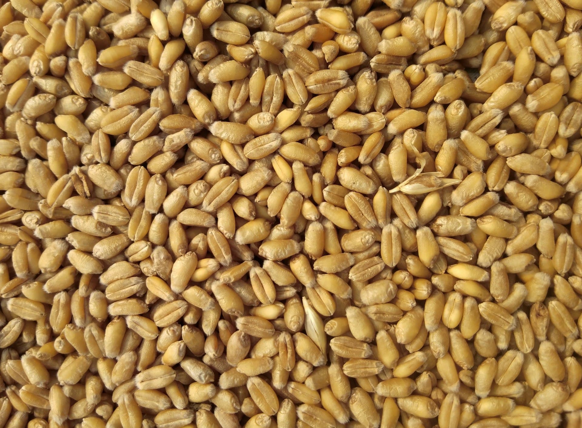 Ghana agricultural products