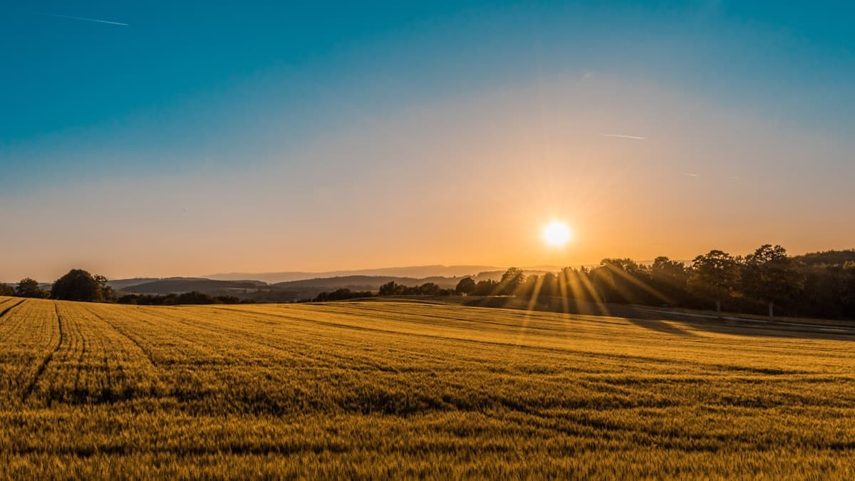 Agricultural Sourcing & Procurement